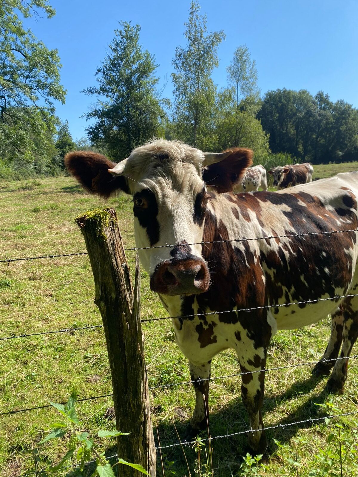 Paysage rural et vaches dans la campagne